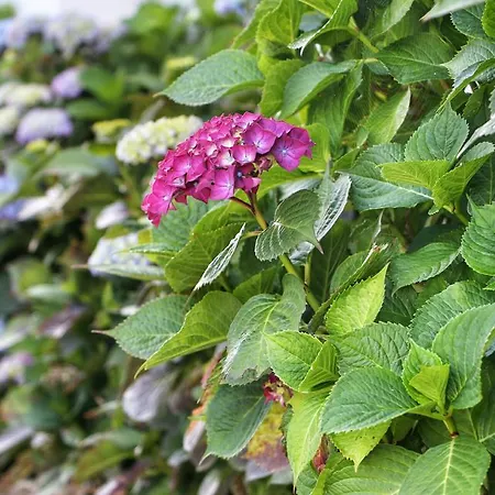 San Roque * Isla Plana