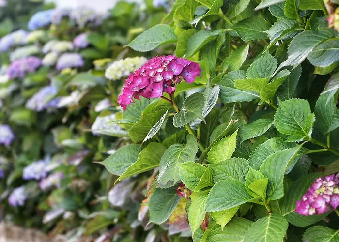 San Roque * Isla Plana