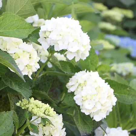 San Roque Isla Plana